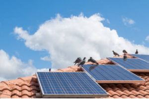 solar panel bird proofing